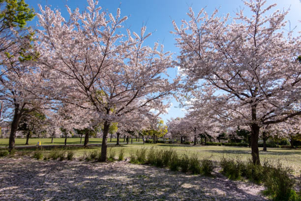 istock Cherry blossoms in Japan 1144072687