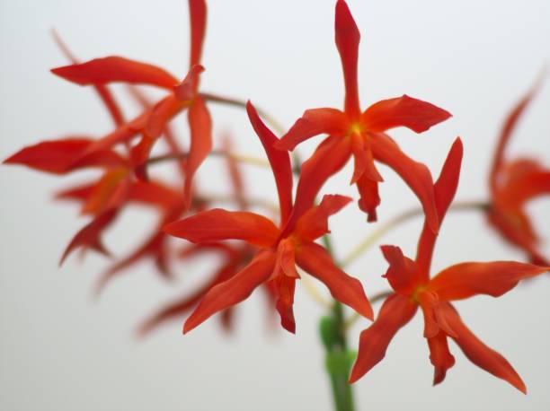 istock Beautifully blooming ocean orchid 1144072701
