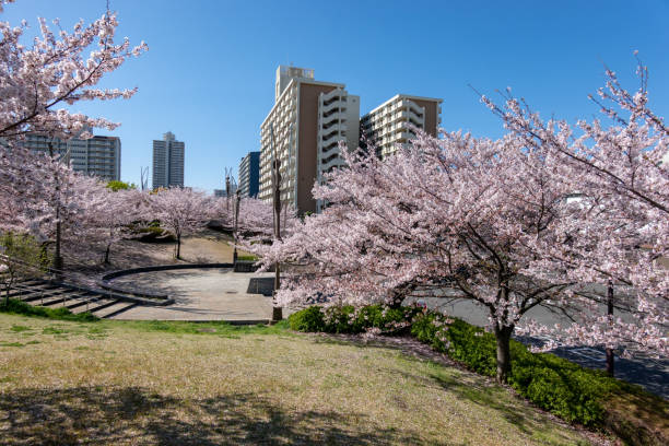 istock Cherry blossoms in Japan 1144072716