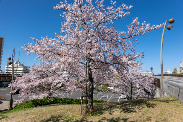 istock Cherry blossoms in Japan 1144072730