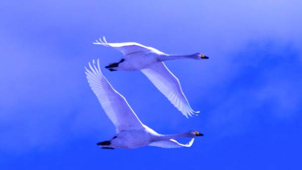 istock A swan flying in the blue sky 1144073544