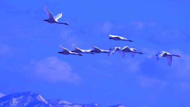 istock A swan flying in the blue sky 1144073551