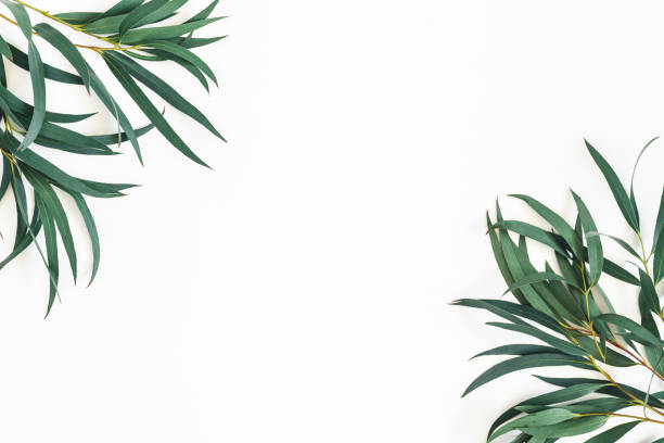 Eucalyptus leaves on white background. Frame made of eucalyptus branches. Flat lay, top view