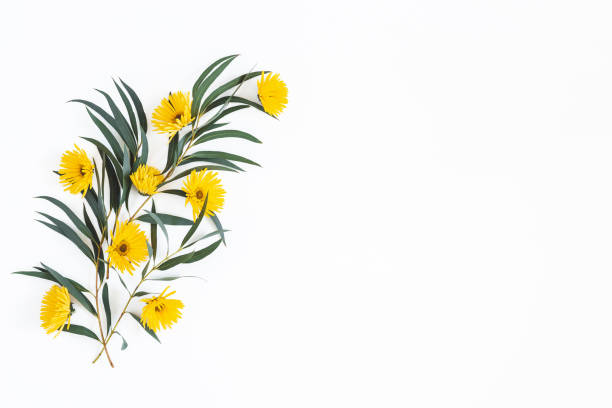istock Flowers composition. Yellow flowers and eucalyptus leaves on white background. Spring, easter concept. Flat lay, top view, copy space 1144074577