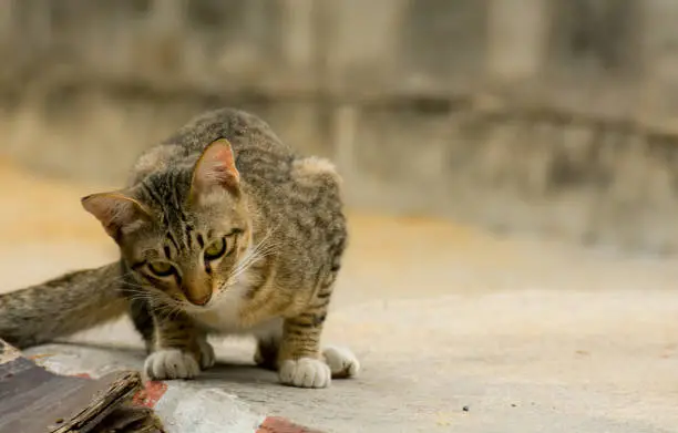 Photo of Brown tabby European Shorthair cat looking for something, friends play cute cats.