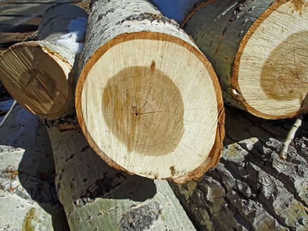 istock armful of poplar logs on the ground 1144074597