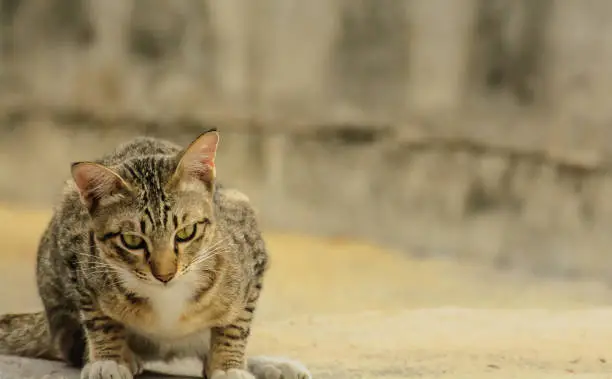 Photo of Brown tabby European Shorthair cat looking for something on gray background