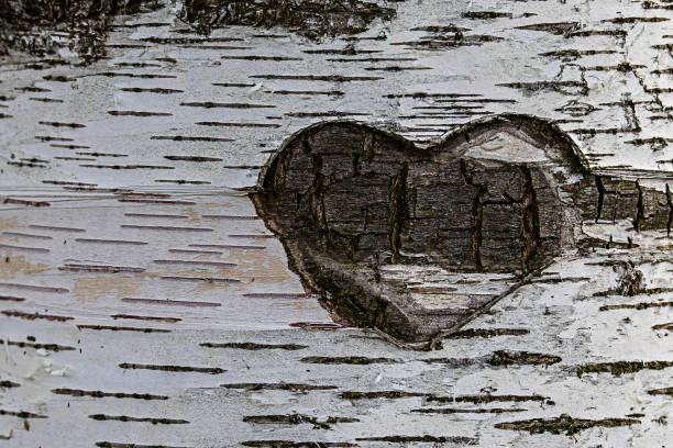 istock texture background birch bark
texture bark of a birch engraved heart with initials 1144074773