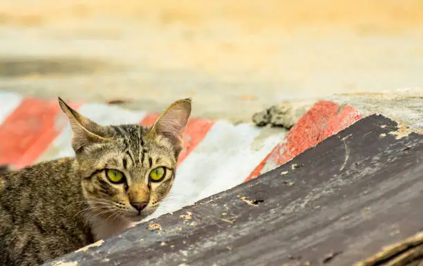 Photo of Brown tabby European Shorthair cat staring behind the wood