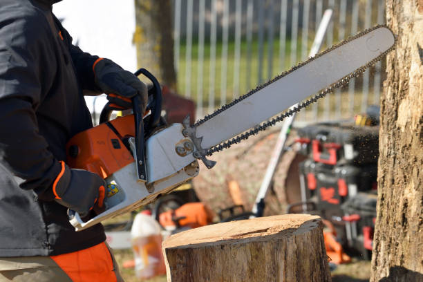 istock Chainsaw blade cutting log of wood 1144075126