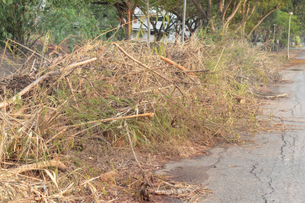 istock Pile of cut dry branches on the ground 1144076160