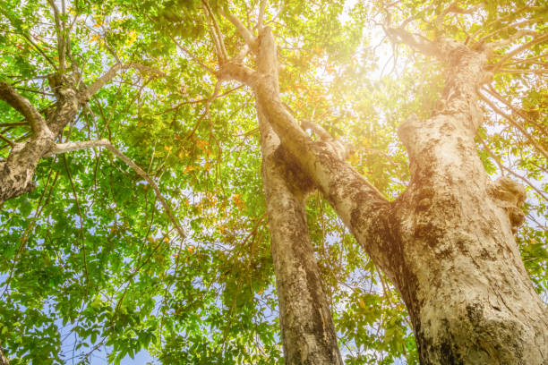 istock tree trunk high in nature and leaf beautiful for background 1144078750