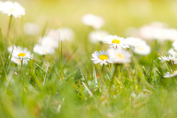 daisy flowers on spring meadow - grass and daisies