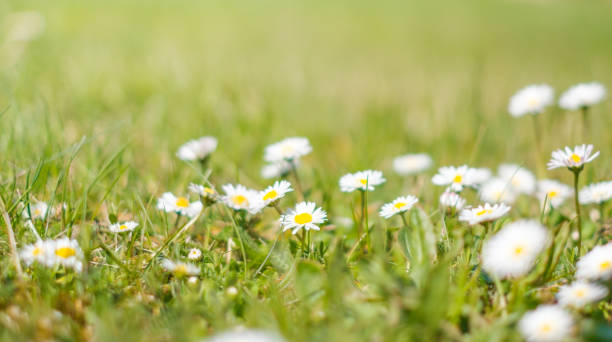 istock daisy flowers and grass closeup - spring meadow 1144078864
