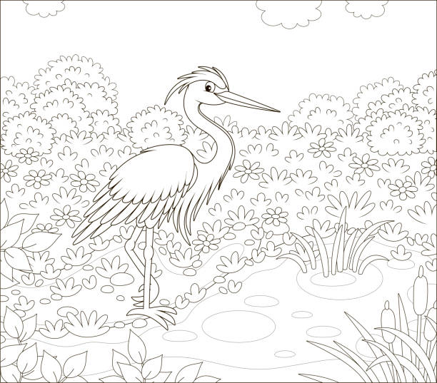 czapla szara nad małym jeziorem - gray heron stock illustrations