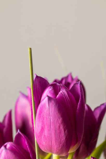 istock Purple tulips bouquet close up 1144079593