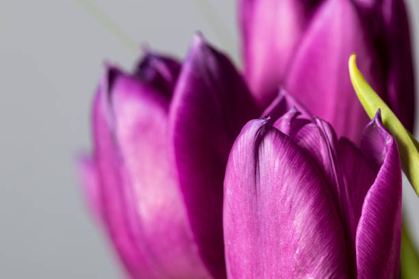 istock Purple tulips bouquet close up 1144079599