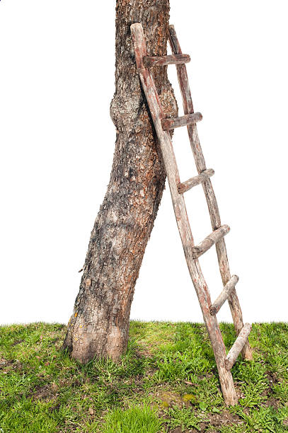 istock Wooden ladder 114407979