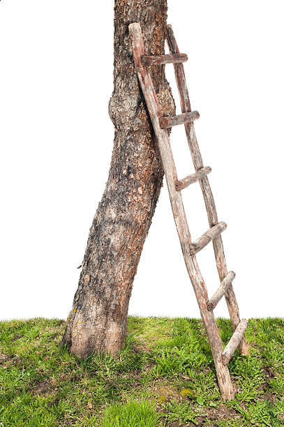 Wooden ladder stock photo