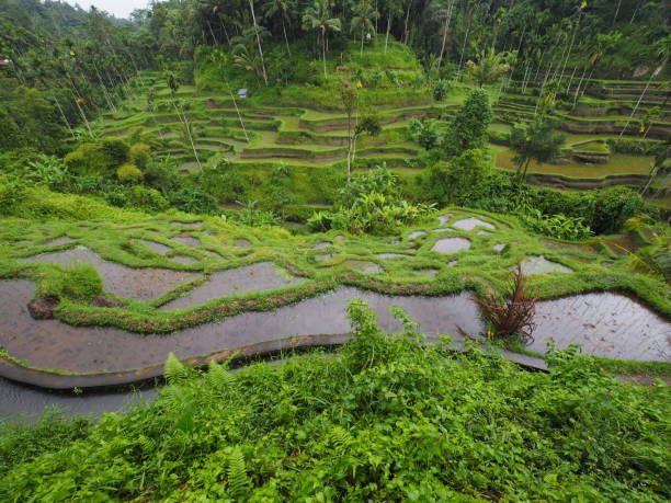 istock Indonesia Photography (Bali) 1144081300