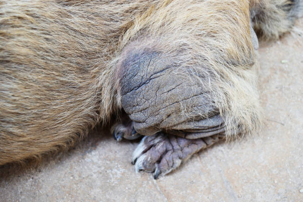 istock Dog scabby skin diseases 1144081312