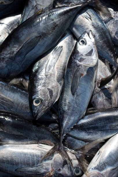 istock Marine Tuna Fisheries 1144081323