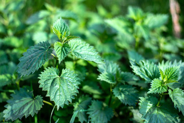 istock Urtica dioica, stinging nettle, growing in the field 1144081440
