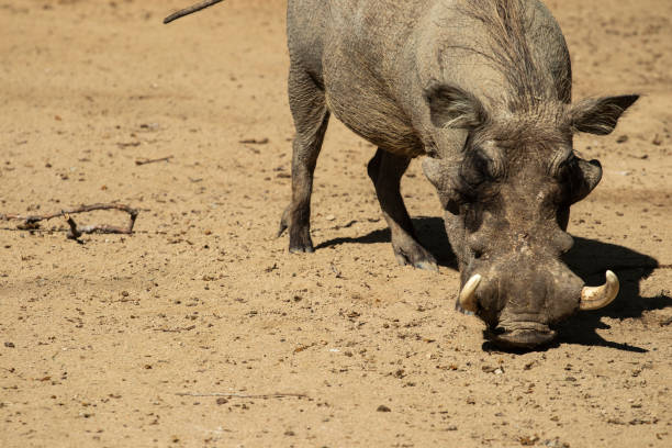 istock Warthog wild African pig on a sandy muddy floor 1144081472