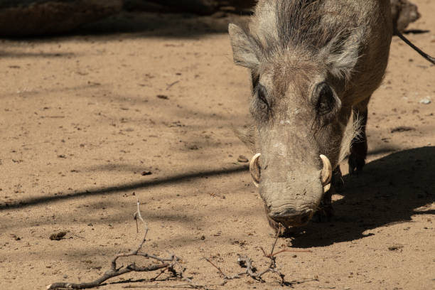 istock Warthog wild African pig on a sandy muddy floor 1144081493