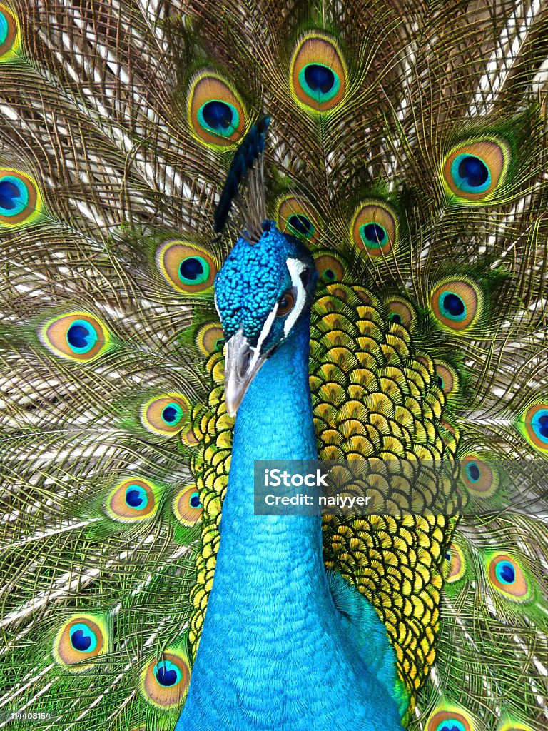 Orgullosos de Peacock - Foto de stock de Abstracto libre de derechos