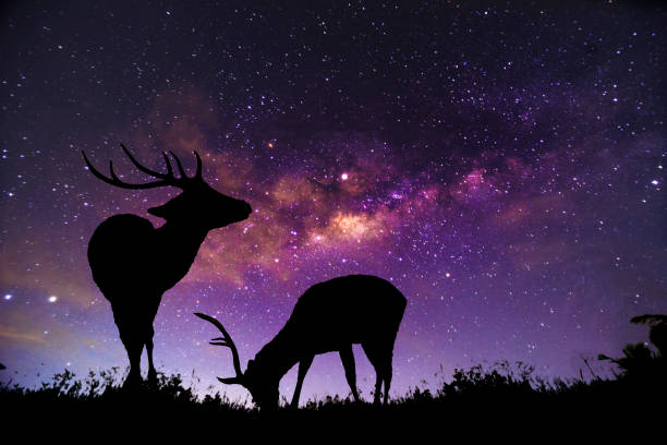 istock The deer image stands in the Milky Way constellation. 1144084042
