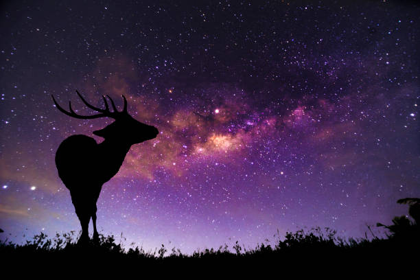 istock The deer image stands in the Milky Way constellation. 1144084093