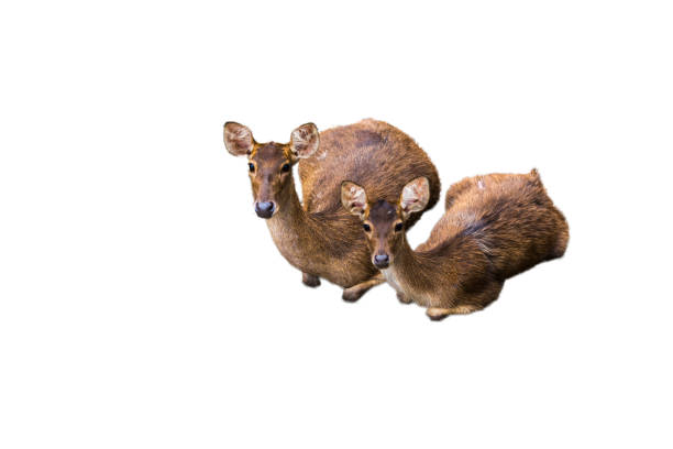 istock Deer pictures on a white background have different verbs. 1144084136