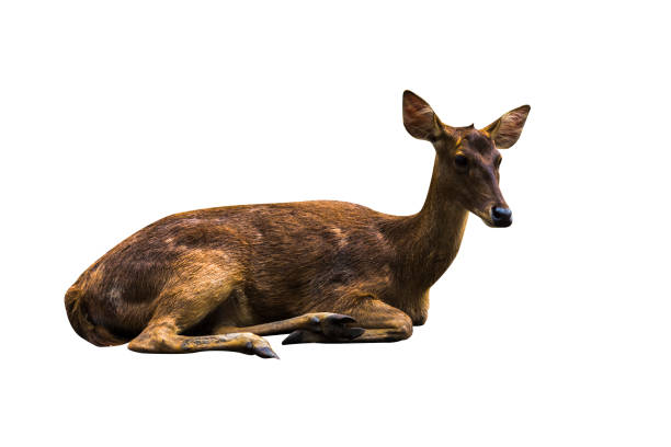 Deer pictures on a white background have different verbs.