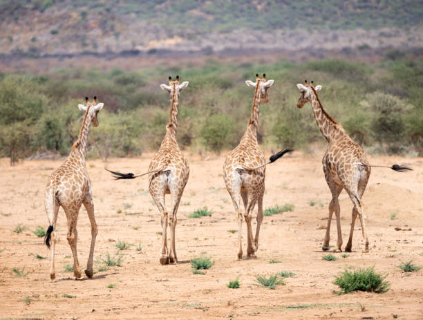 стадо жирафов, идущих по саванне, ведя хвосты, намибия - giraffe namibia africa animal стоковые фото и изображения