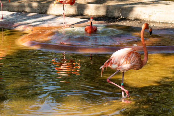 istock Flamingos tropical birds resting on a water pond 1144085060