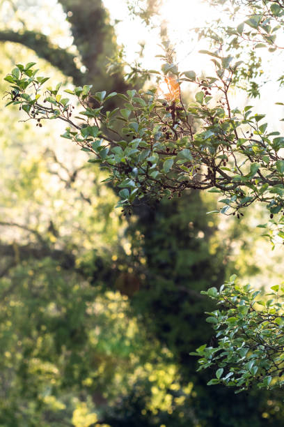 istock Green leaves on a tree branch on a sunlight backlit forest landscape scene 1144085200