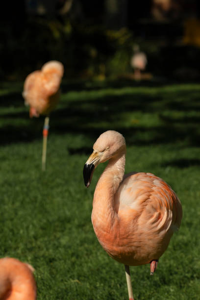 istock Orange flamingos resting on a green grass landscape 1144085256