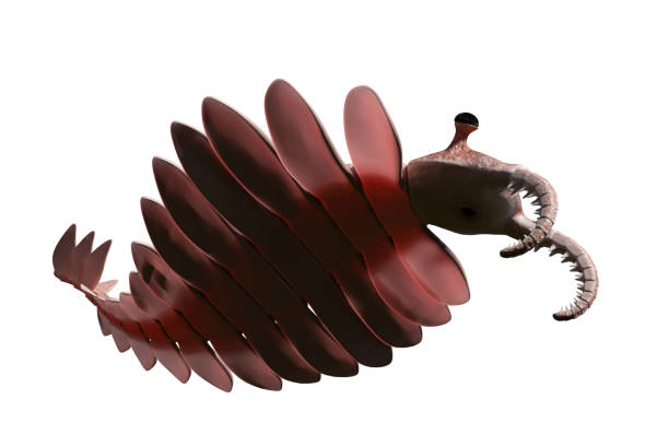 Anomalocaris, creature of the cambrian explosion (3d paleoart illustration)