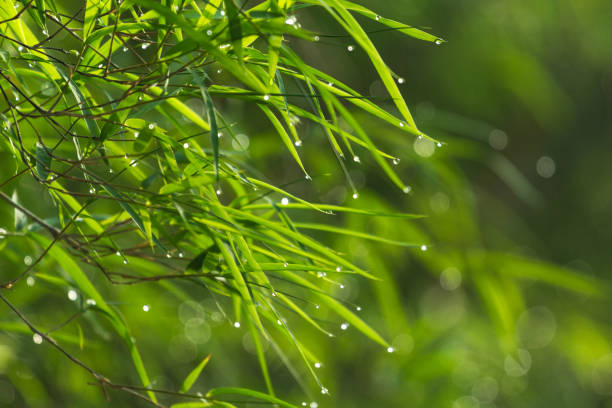 Bamboo Leaf Macro Background