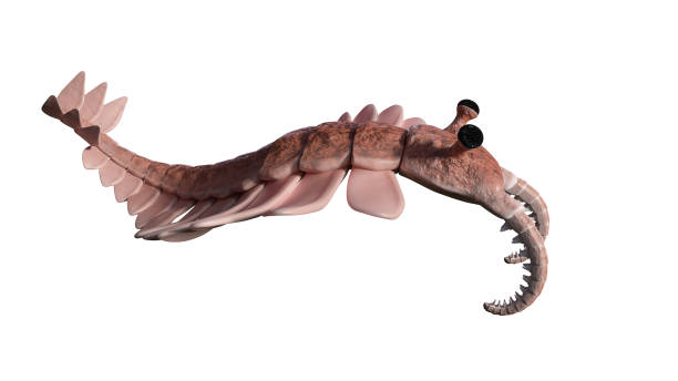 istock Anomalocaris, creature of the cambrian explosion (3d science illustration) 1144085437