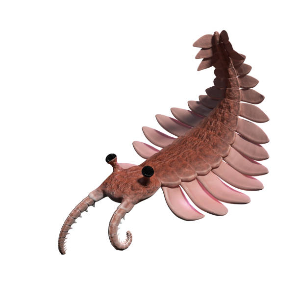 istock Anomalocaris, creature of the Cambrian period (3d science illustration) 1144086122