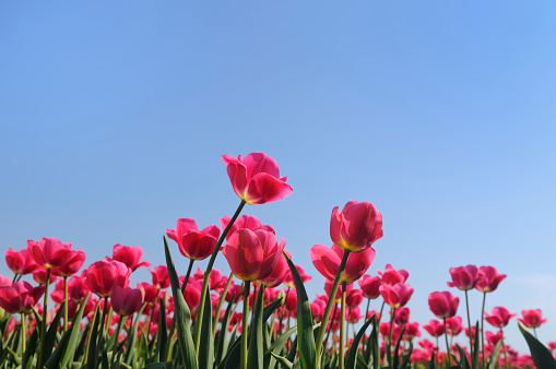 Pink tulips and blue sky.\n\n[url=file_closeup.php?id=19825247][img]file_thumbview_approve.php?size=1&id=19825247[/img][/url] [url=file_closeup.php?id=16668757][img]file_thumbview_approve.php?size=1&id=16668757[/img][/url] [url=file_closeup.php?id=16600289][img]file_thumbview_approve.php?size=1&id=16600289[/img][/url] [url=file_closeup.php?id=16530845][img]file_thumbview_approve.php?size=1&id=16530845[/img][/url] [url=file_closeup.php?id=15020968][img]file_thumbview_approve.php?size=1&id=15020968[/img][/url] [url=file_closeup.php?id=14597939][img]file_thumbview_approve.php?size=1&id=14597939[/img][/url]\n\n[url=http://www.istockphoto.com/search/lightbox/8278271][img]http://www.sjo.nl/istockphoto_banners/flowers.jpg[/img][/url] [url=http://www.istockphoto.com/search/lightbox/9395645][img]http://www.sjo.nl/istockphoto_banners/Netherlands.jpg[/img][/url]