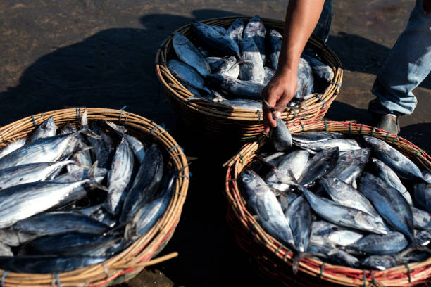 istock Marine Tuna Fisheries 1144086351