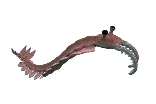 istock Anomalocaris, creature of the Cambrian period (3d paleoart rendering) 1144086364