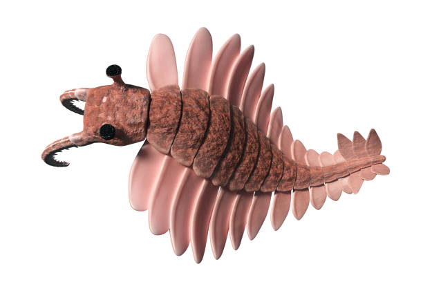Anomalocaris, creature of the Cambrian period, top view (3d science illustration)