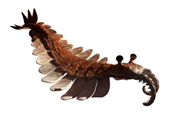 istock Anomalocaris, creature of the Cambrian period (3d science render) 1144086546