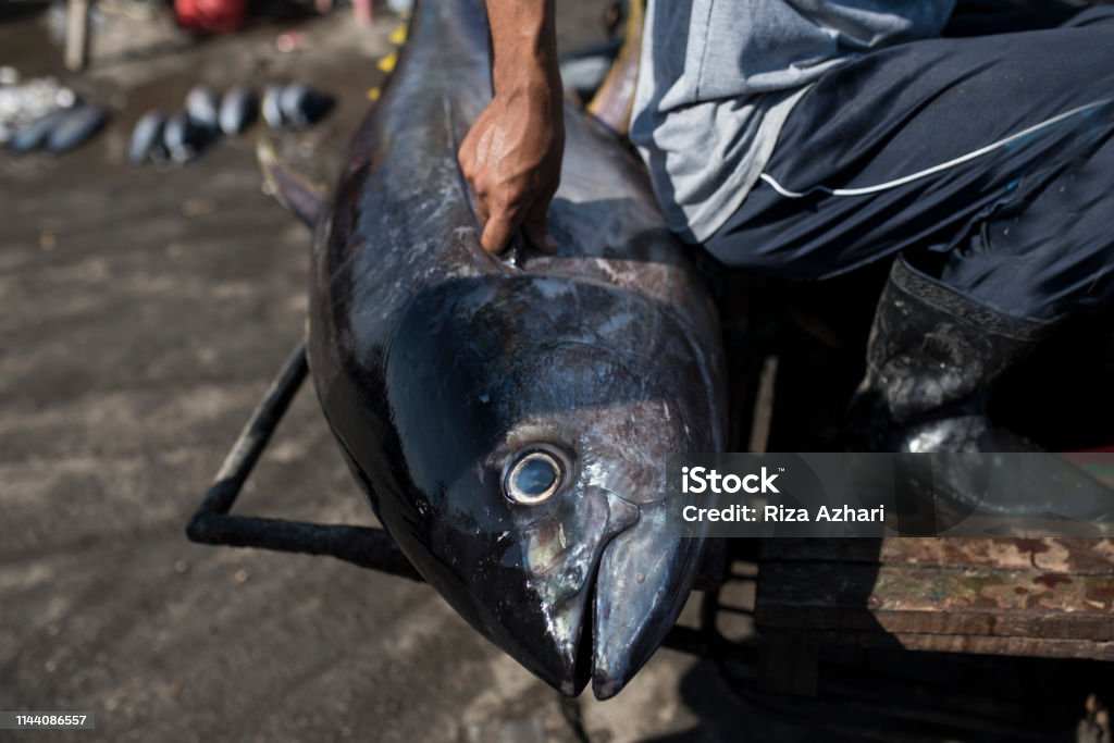 Big and Fresh Tuna Big and Fresh Tunain Lampulo Port, Aceh, Indonesia Aceh Stock Photo