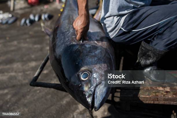 Big And Fresh Tuna Stock Photo - Download Image Now - Aceh, Animal Blood, Animal Fin