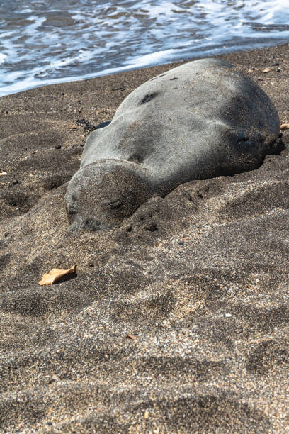 istock Monk seal resting on the beach, Kauai, Hawaii 1144086717